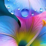 fleurs 1